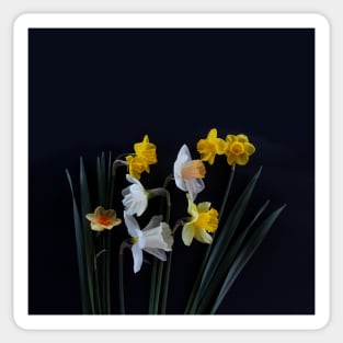 Daffodils Sticker